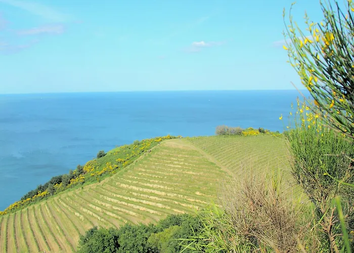 Sunny In Hills Tavullia